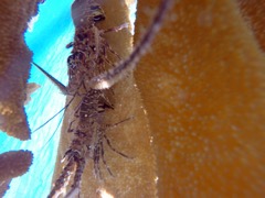 Caribbean Spiny Lobster (6